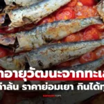 ปลาซาร์ดีนสดและปลาซาร์ดีนกระป๋องพร้อมเมนูอาหารสุขภาพ